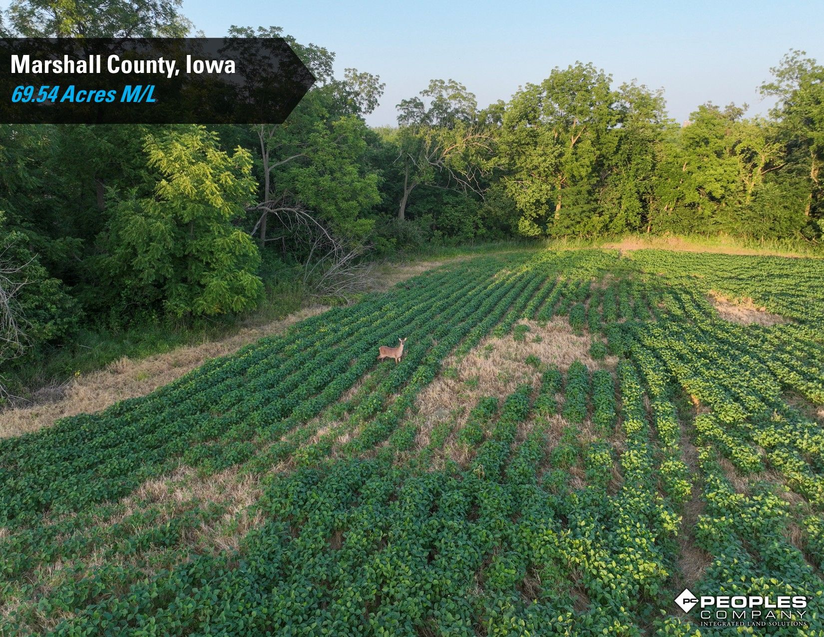 Listing Photo: Marshall-County-Iowa-Online-Land-Auction-Recreational-Property-Smith-Estate (6)